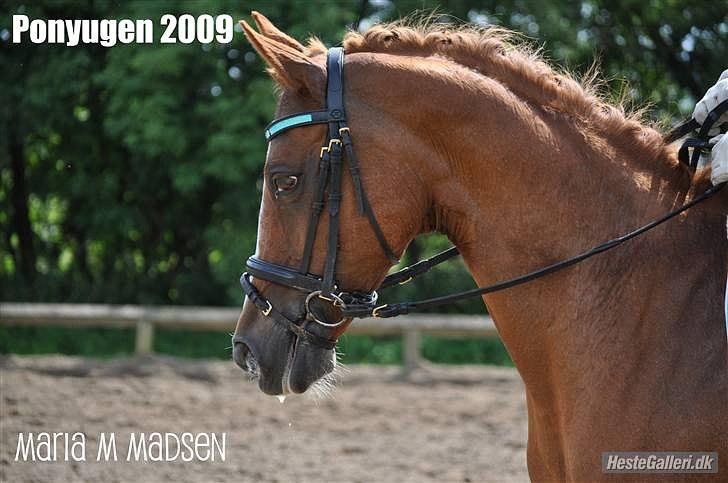 Anden særlig race Bjerregårdens Sandra - *11* Ponyuge 2009 - taget af Maria billede 11