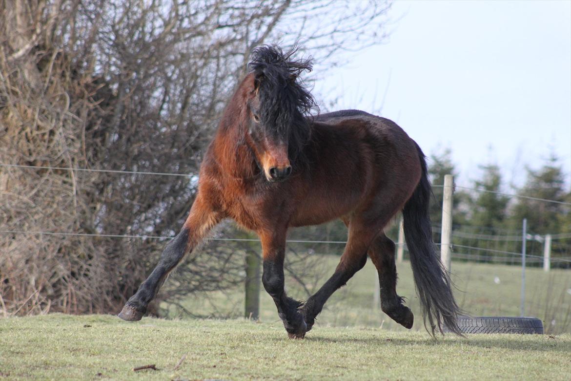 Dartmoor Chico billede 15