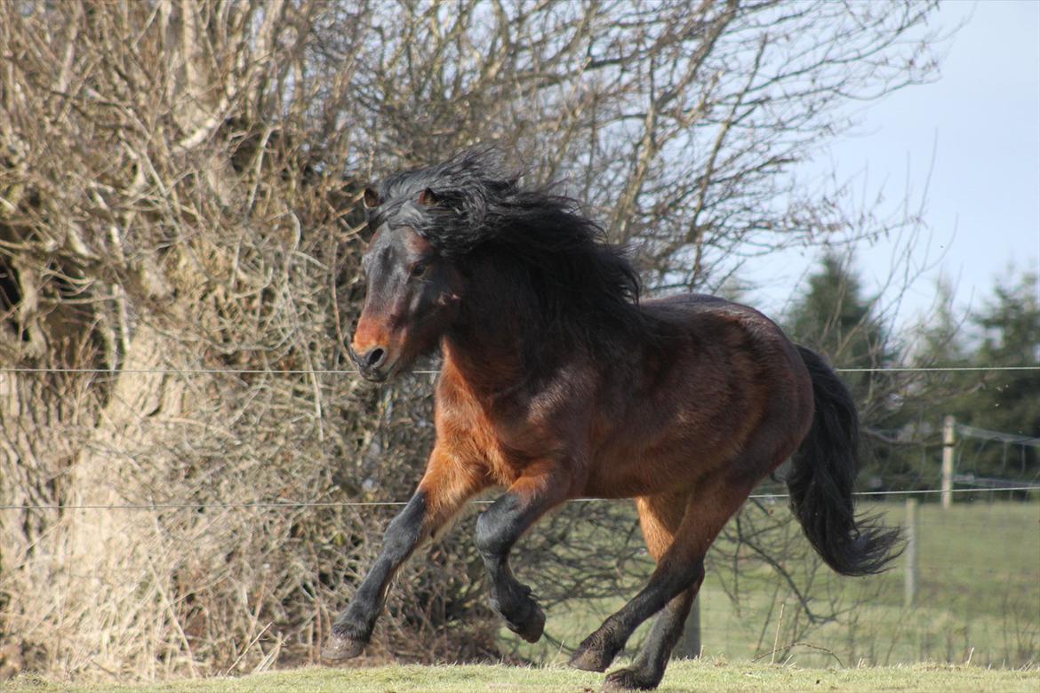 Dartmoor Chico billede 17