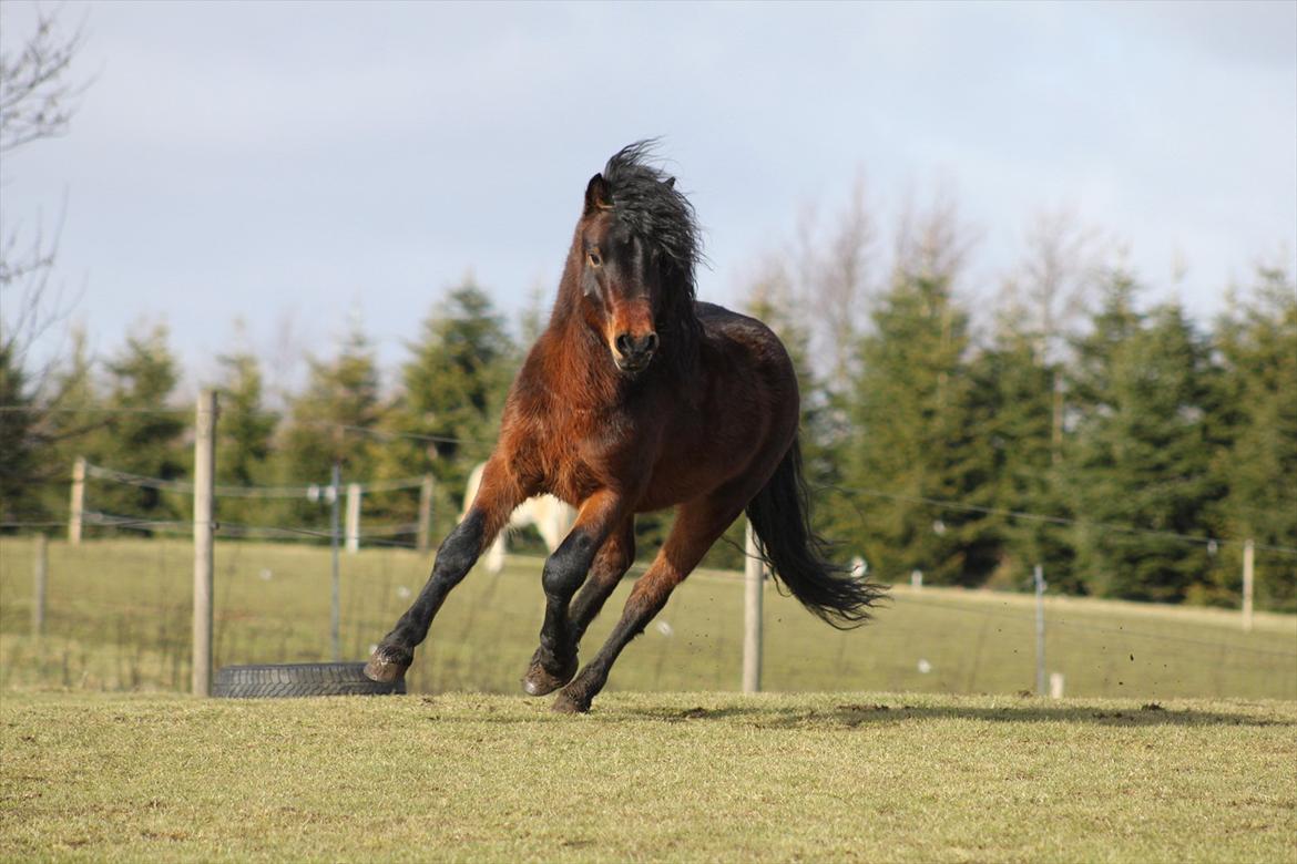 Dartmoor Chico billede 18