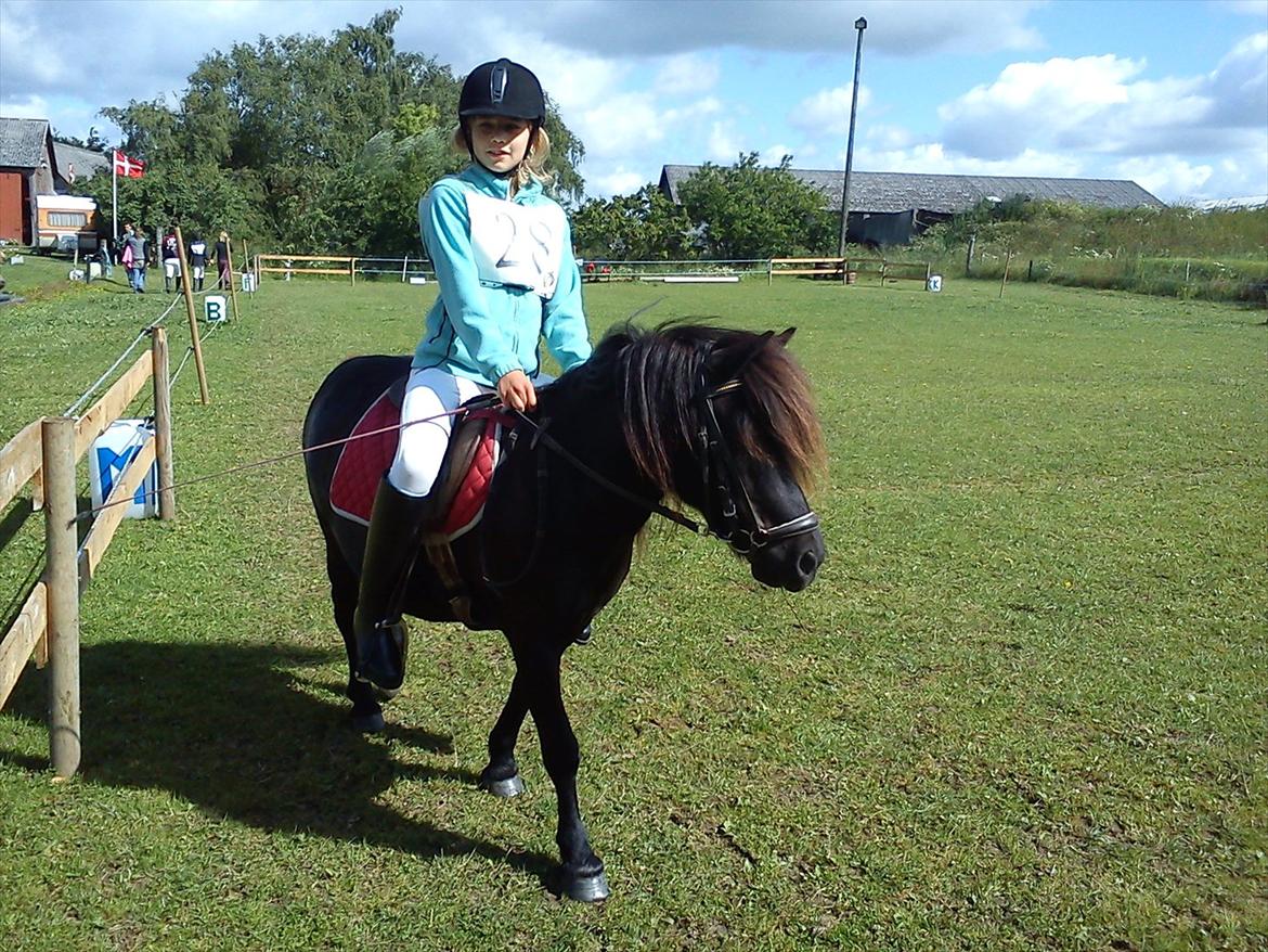 Shetlænder Ædellunds Laura. - Laura til stævne :D billede 2