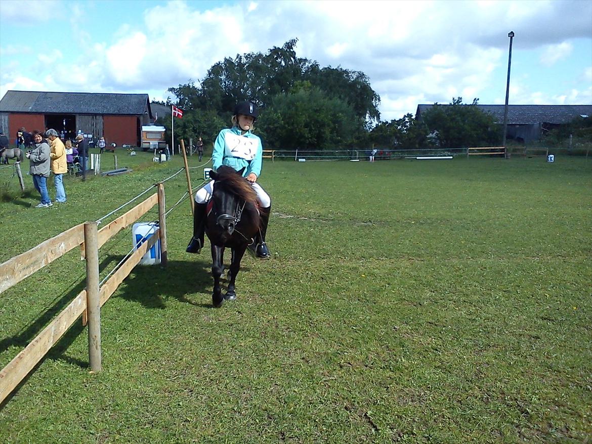 Shetlænder Ædellunds Laura. billede 4