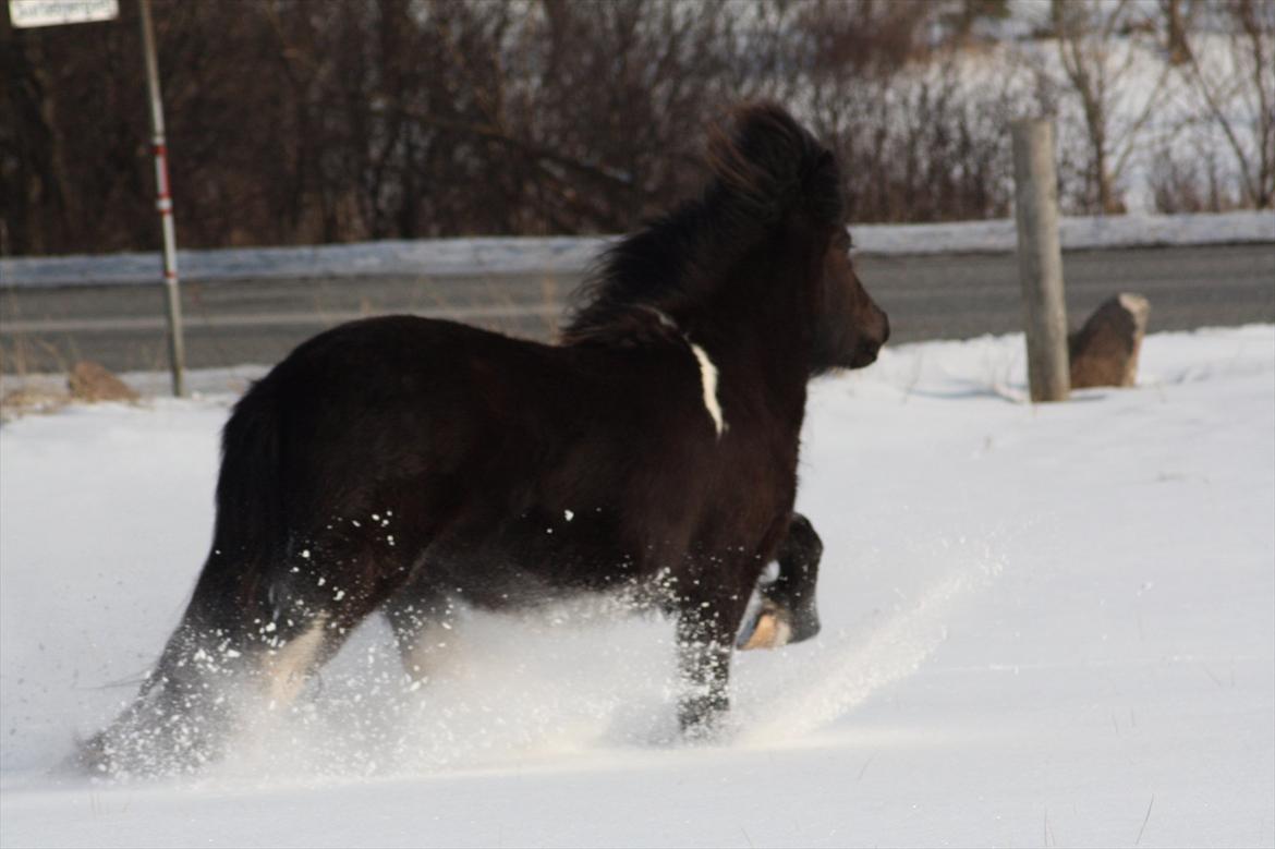 Islænder Sía fra Ankerly billede 2