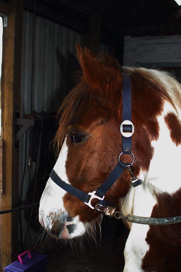 Pinto Sunshine - charmetrolden  billede 3