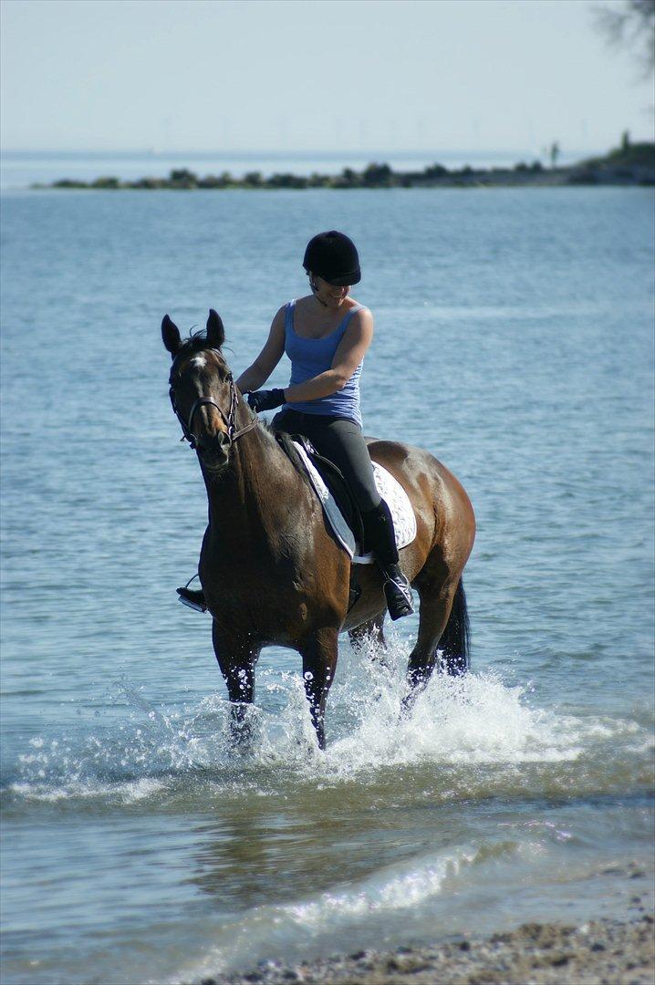 Dansk Varmblod Bjerglunds Sunlight - [d. 25/4 11] I vandet ved Moesgaard Strand
https://www.youtube.com/watch?v=fF3047pHpHY billede 3