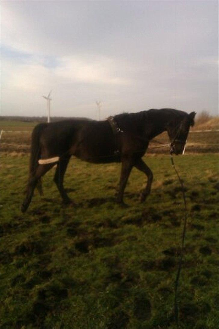 Anden særlig race Lucky - Part R.I.P billede 7