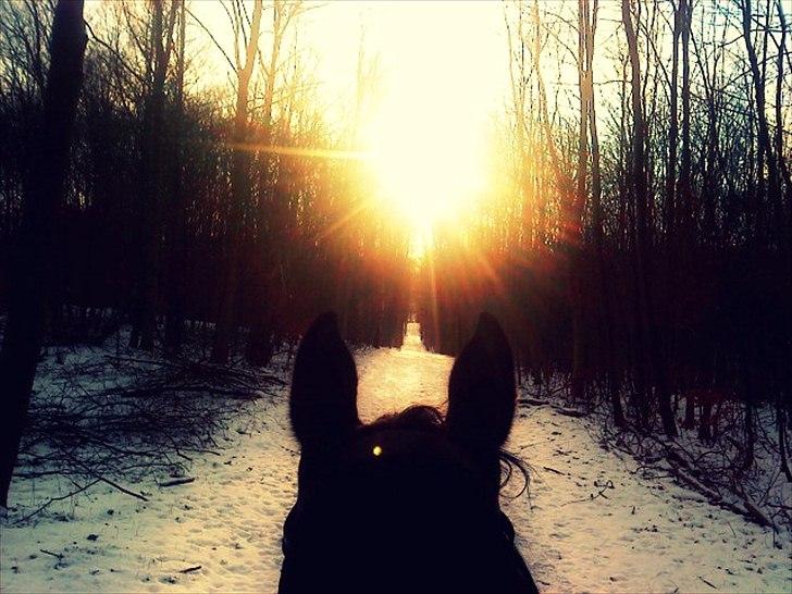 Dansk Varmblod Bjerglunds Sunlight - [d. 4/2 12] En tur i skoven, mens der stadig var sne  billede 12