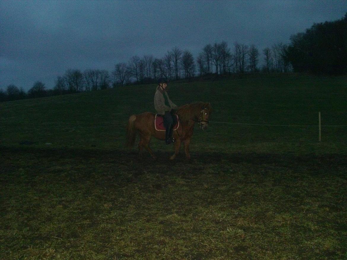 Anden særlig race Rosa ( Rider op)  - Skridt :P billede 3