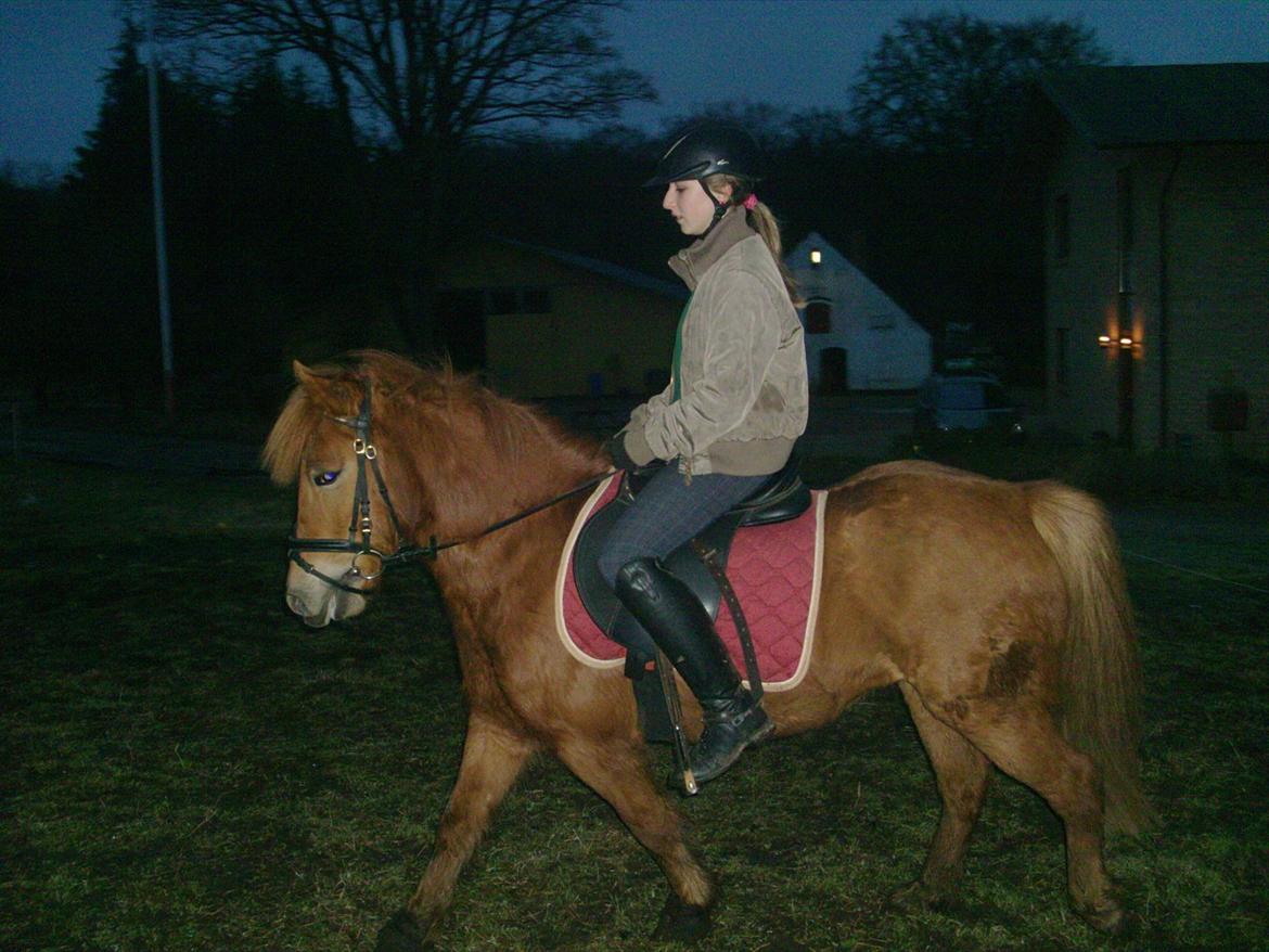 Anden særlig race Rosa ( Rider op)  billede 7