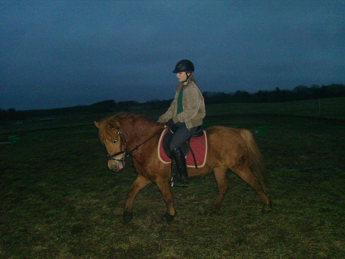 Anden særlig race Rosa ( Rider op)  - volte :D  billede 8