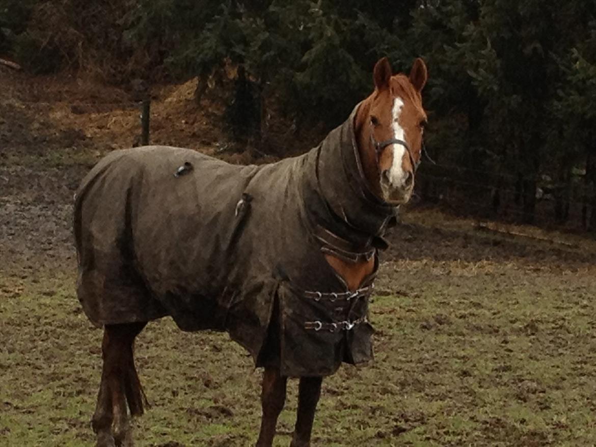 Hollandsk Sportspony San Diëgo  billede 2