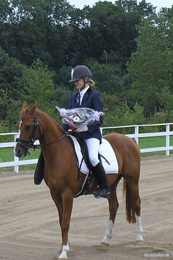 Hollandsk Sportspony San Diëgo  billede 3