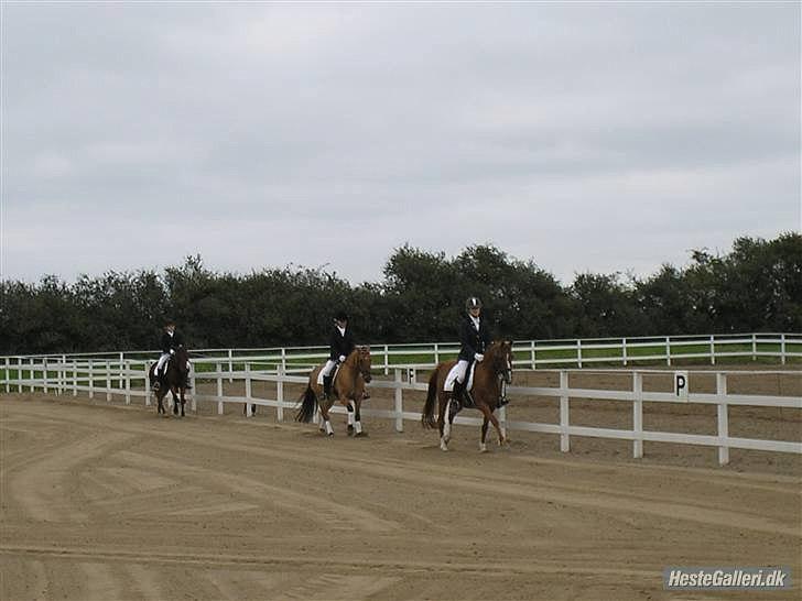 Hollandsk Sportspony San Diëgo  billede 4