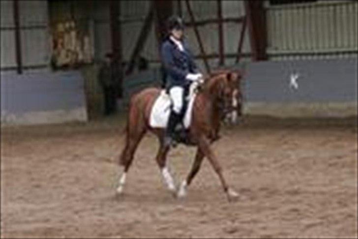 Hollandsk Sportspony San Diëgo  billede 5