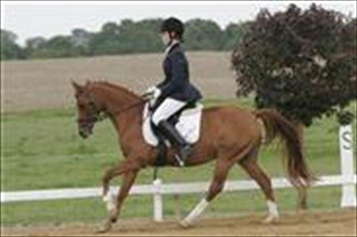 Hollandsk Sportspony San Diëgo  billede 6