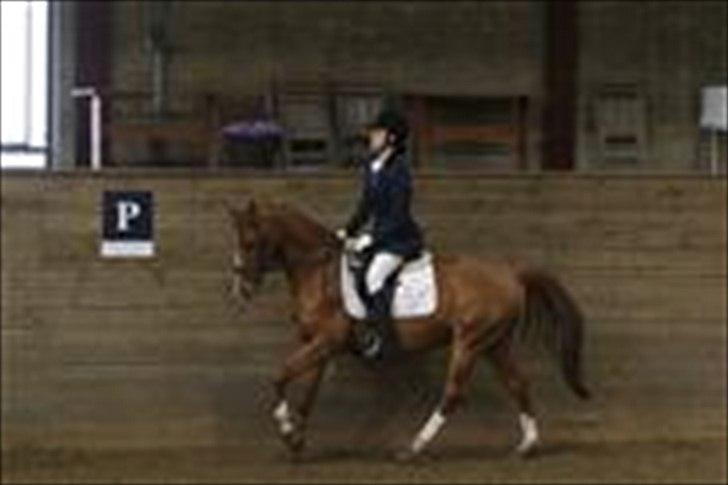 Hollandsk Sportspony San Diëgo  billede 7