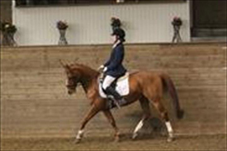 Hollandsk Sportspony San Diëgo  billede 8