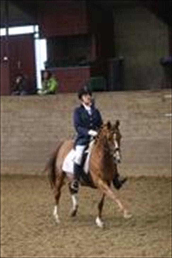 Hollandsk Sportspony San Diëgo  billede 9