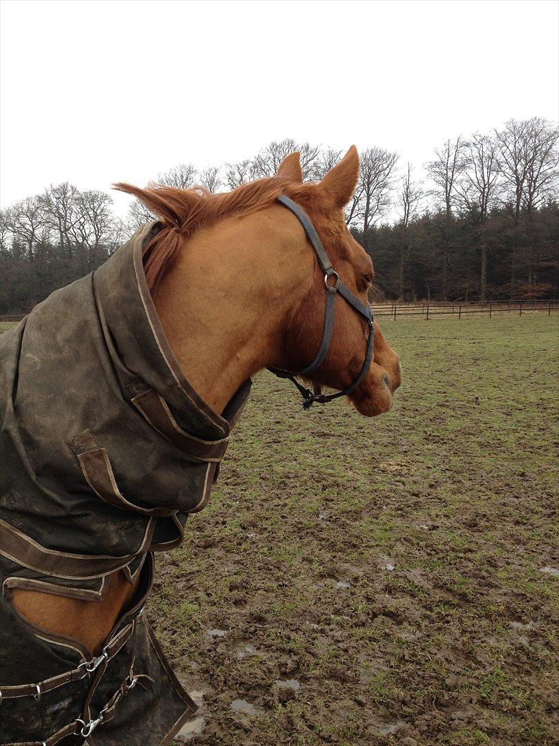 Hollandsk Sportspony San Diëgo  billede 10