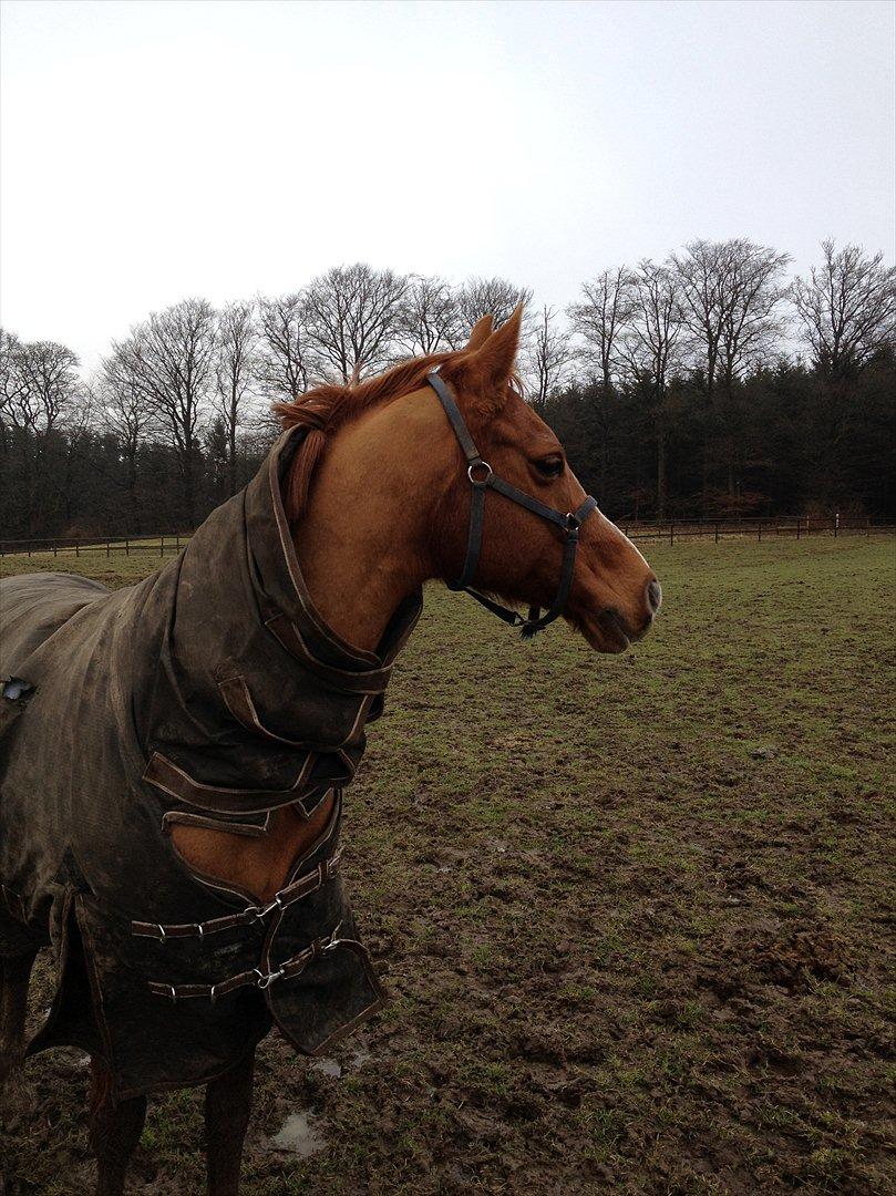 Hollandsk Sportspony San Diëgo  billede 11