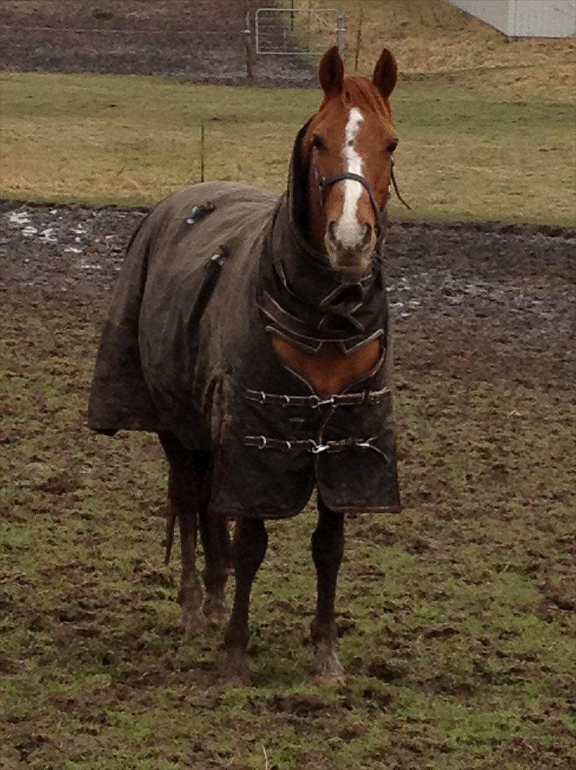 Hollandsk Sportspony San Diëgo  billede 12