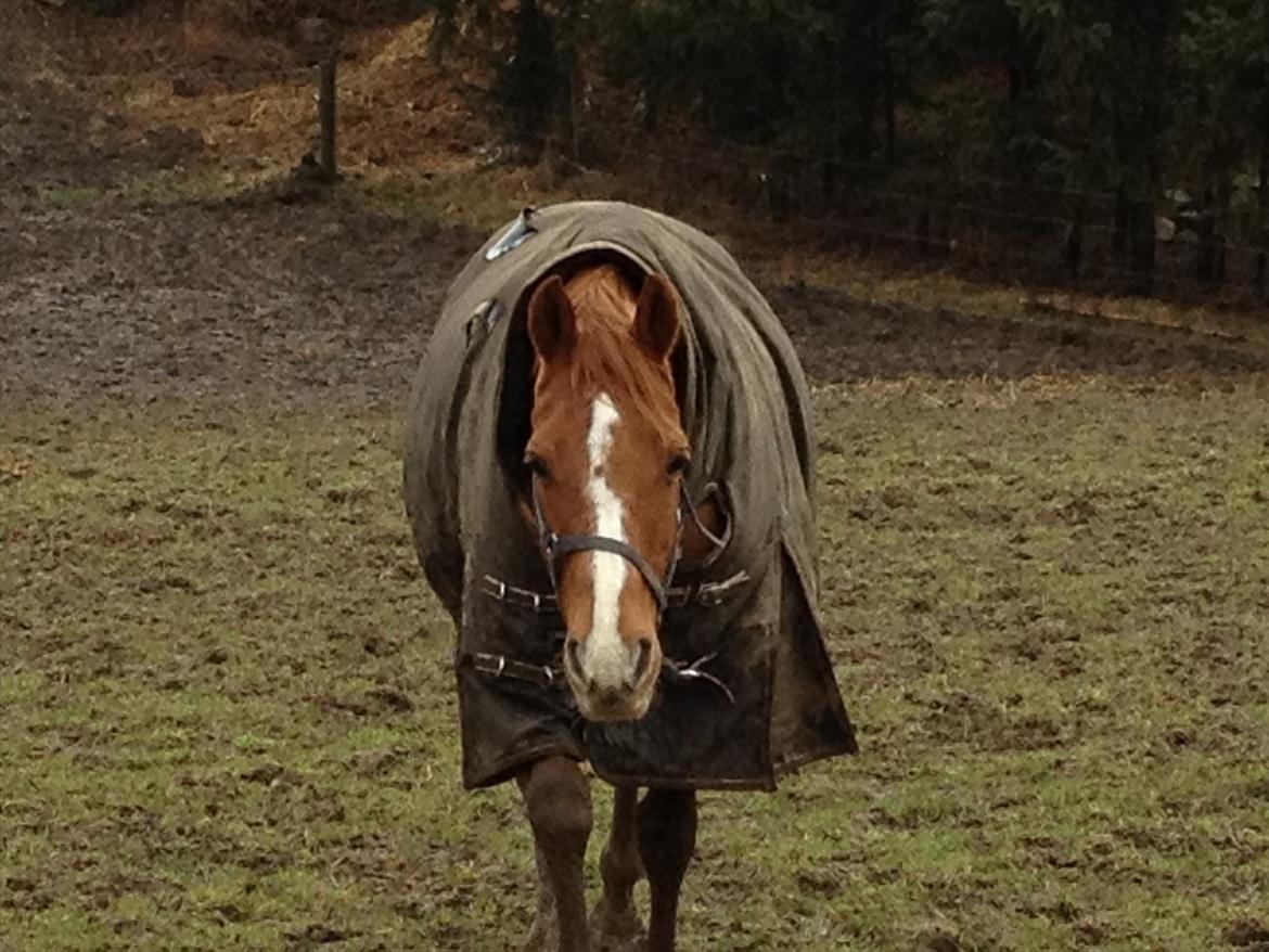 Hollandsk Sportspony San Diëgo  billede 13