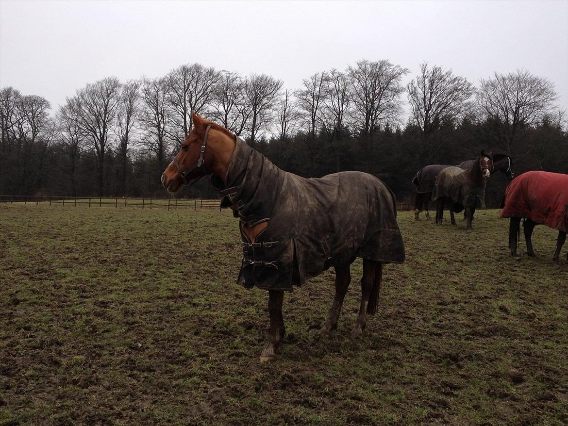 Hollandsk Sportspony San Diëgo  billede 14