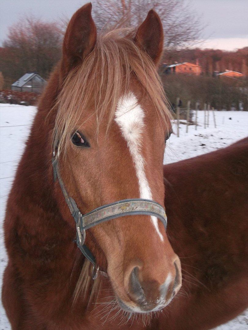 Welsh Partbred (Sec F) Sweet About Me - <3 <3 billede 4