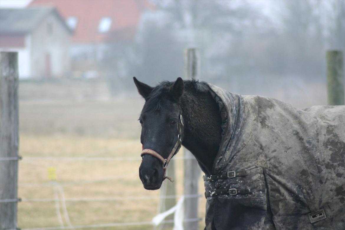 Anden særlig race sibbe - vinter 2012 billede 18