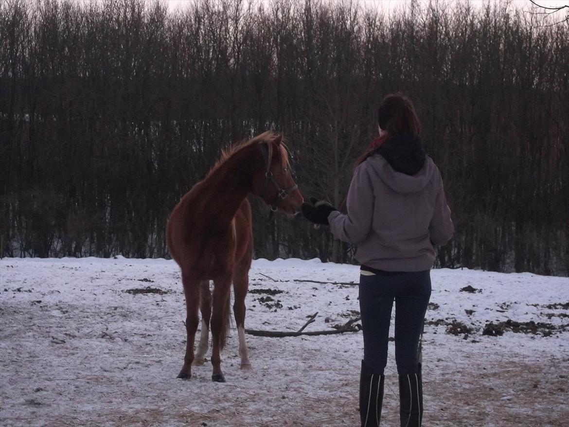 Welsh Partbred (Sec F) Sweet About Me billede 2
