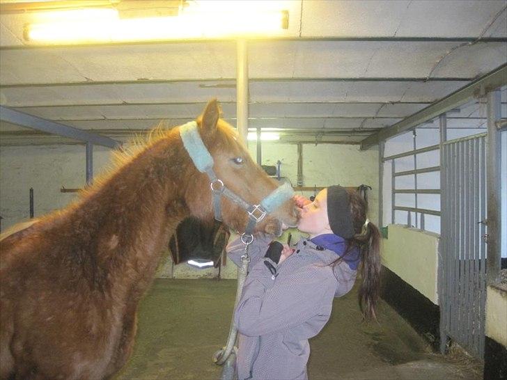 Welsh Partbred (Sec F) Sweet About Me billede 3