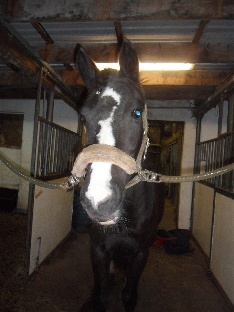 Tysk Sportspony Akrobatin S - Akro inde i stalden(: billede 17