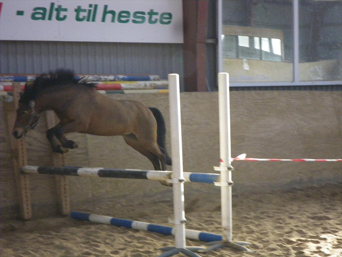 Welsh Pony af Cob-type (sec C) LL. Lundsgårds Jeppe - Jeppe springer 80 cm. billede 9