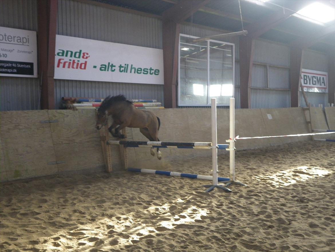 Welsh Pony af Cob-type (sec C) LL. Lundsgårds Jeppe - Vores dejlige pony er vildt sej til at springe. Her springer han 90 cm og der er stadig mere at give af... billede 10