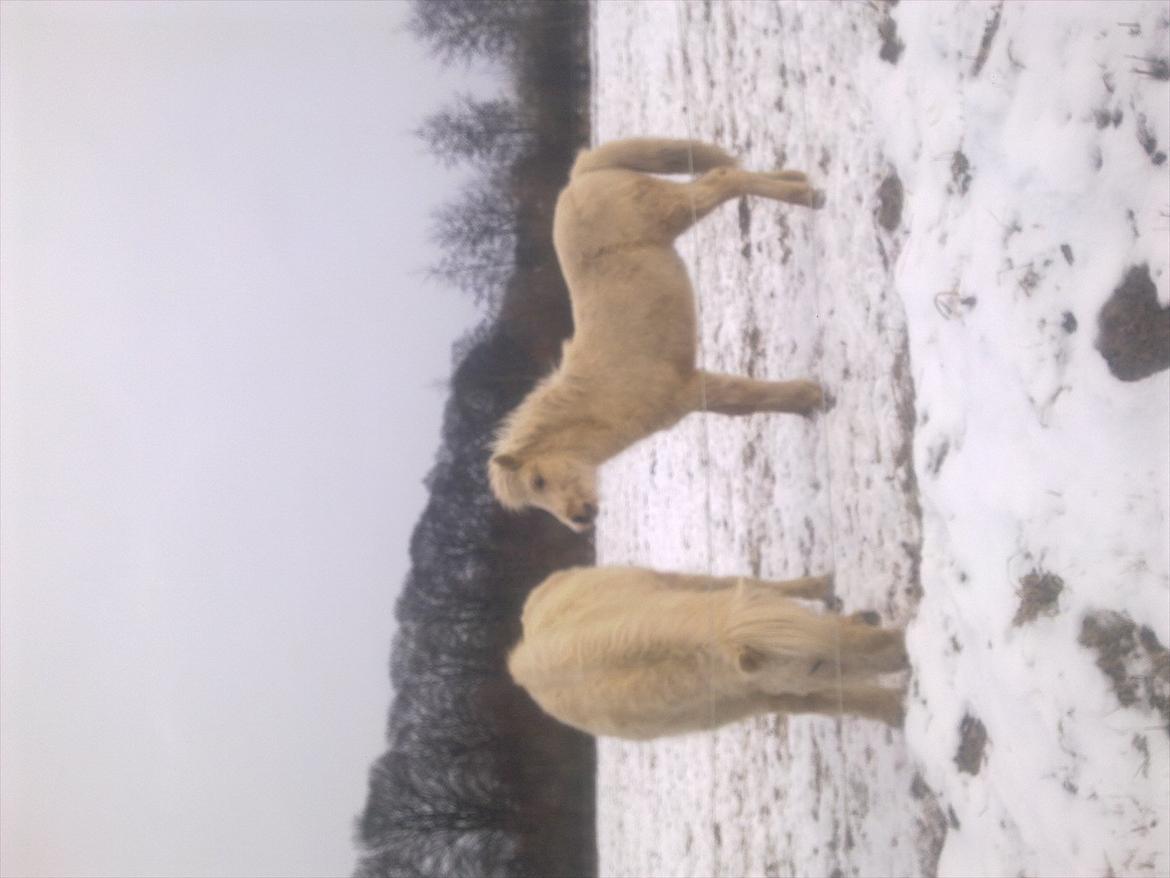 Islænder Gandur - Den første sne:) billede 11