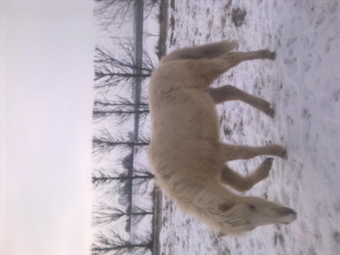 Islænder Gandur billede 12