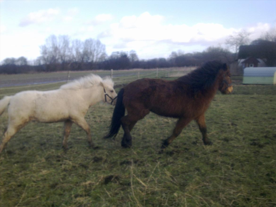 Islænder Gandur - Så skal der jagtes tøser billede 13