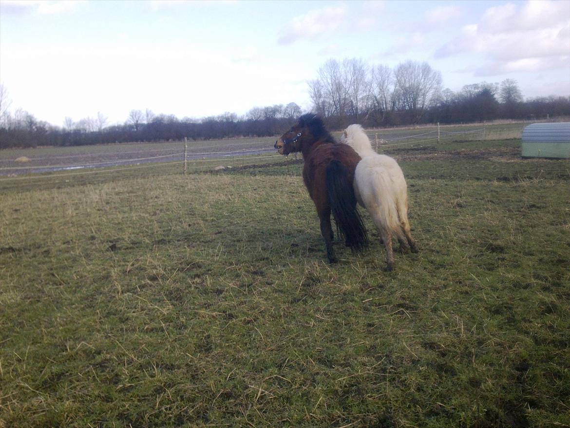 Islænder Gandur billede 14