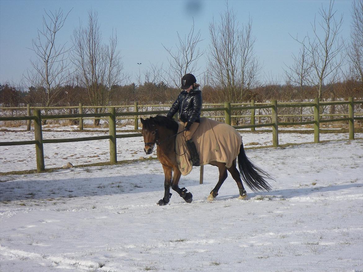 Welsh Pony af Cob-type (sec C) LL. Lundsgårds Jeppe - Sissel og Jeppe. billede 11