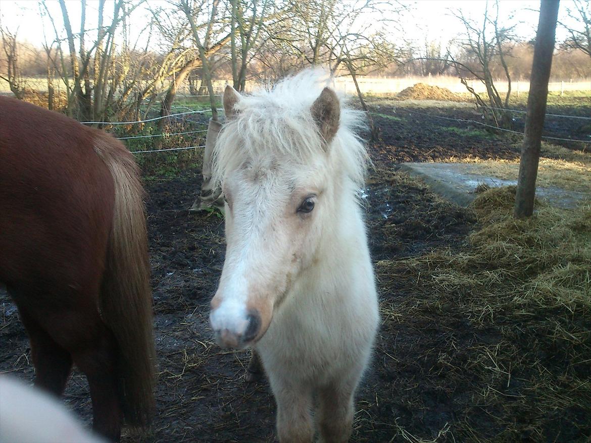 Islænder Gandur - Kommer der snart mad billede 16