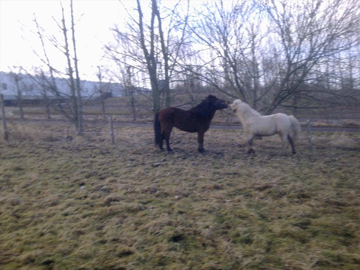 Islænder Gandur billede 15