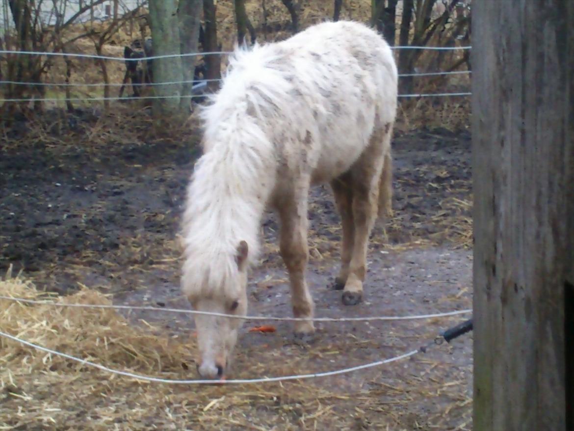 Islænder Gandur - Uhmm mad billede 17