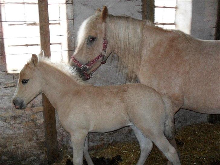 Anden særlig race Milana  billede 3