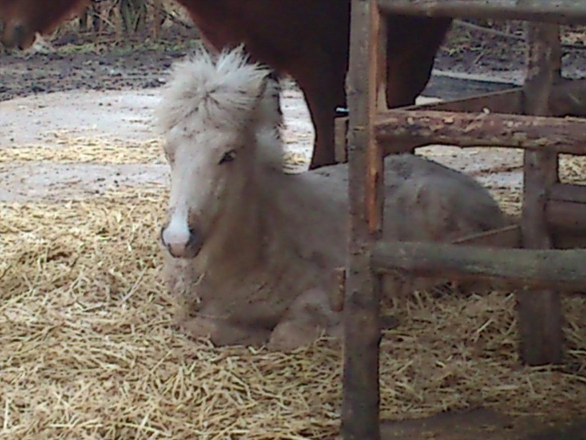 Islænder Gandur - Så er det tid til en lur
 billede 18