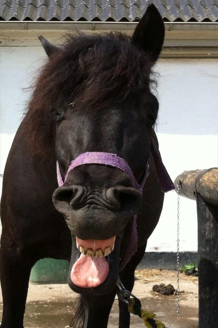 Hollandsk Sportspony Black Boy *Bedste Hest* - SAVNET!!  - Smiiiiiiiil :D <3 billede 19