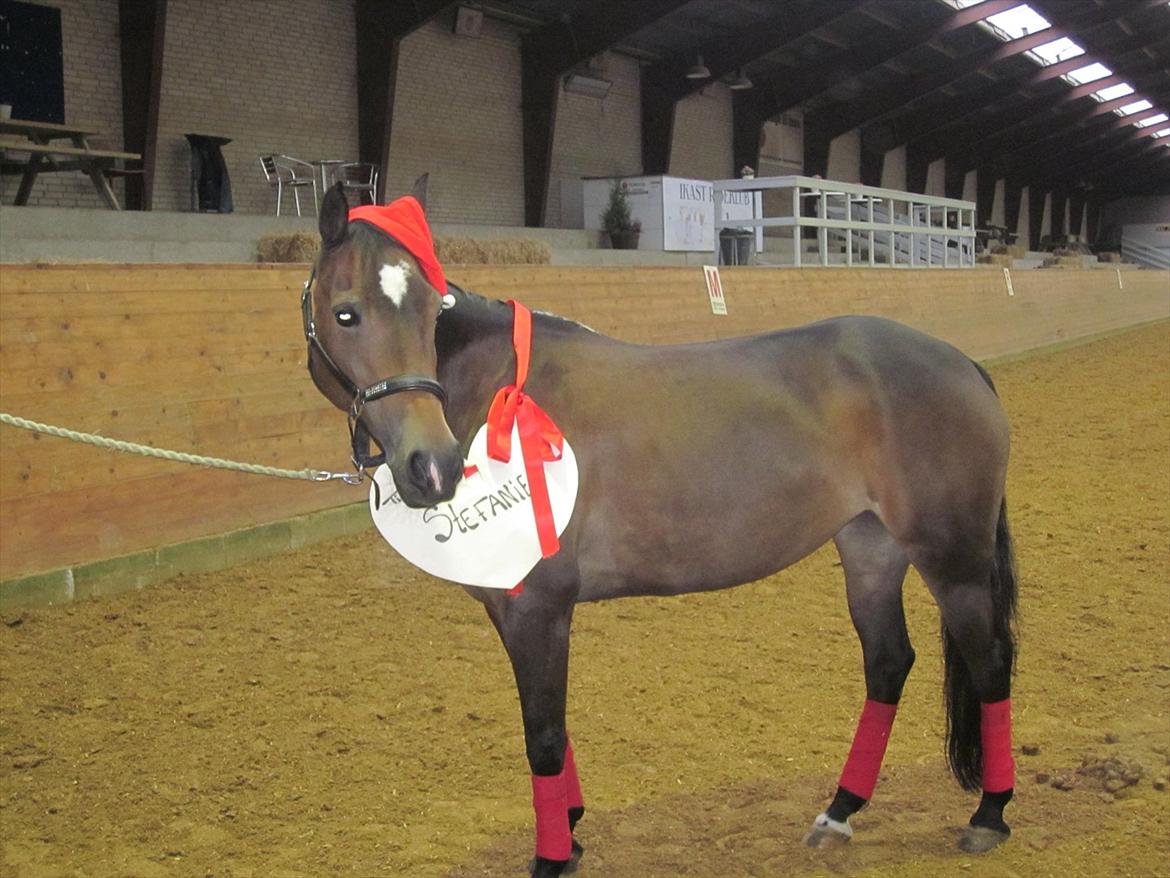 Welsh Cob (sec D) Vlietstede Brilliant Idris - Vlietstede Brilliant Idris fik jeg i julegave!:-)<3 billede 18