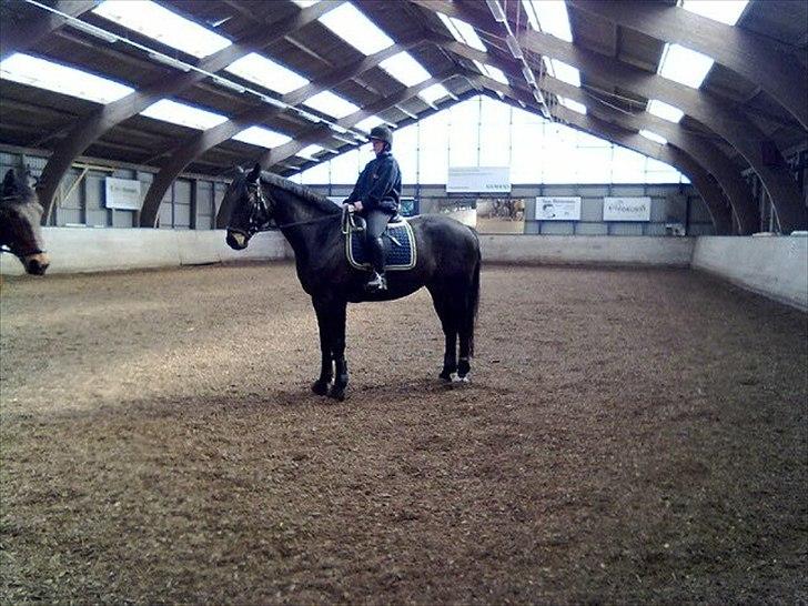 Dansk Varmblod Højvangs Ludin -  Til undervisning inde i hallen, en lille parade :-) billede 1