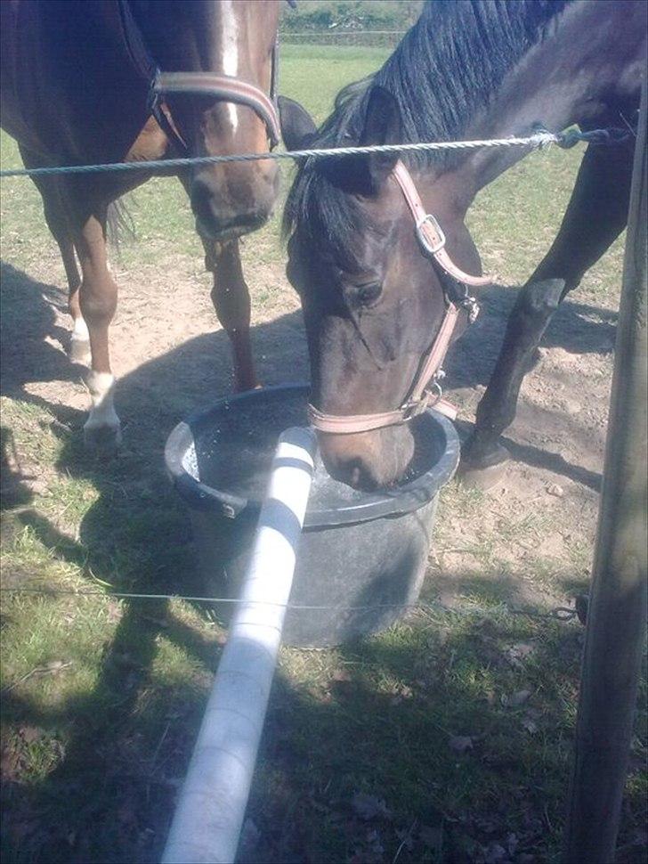 Dansk Varmblod Højvangs Ludin - Drikker vand sammen med Gisja på marken, de gode venner :-) billede 2