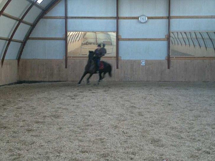 Knabstrupper Fibi (Gry) billede 2