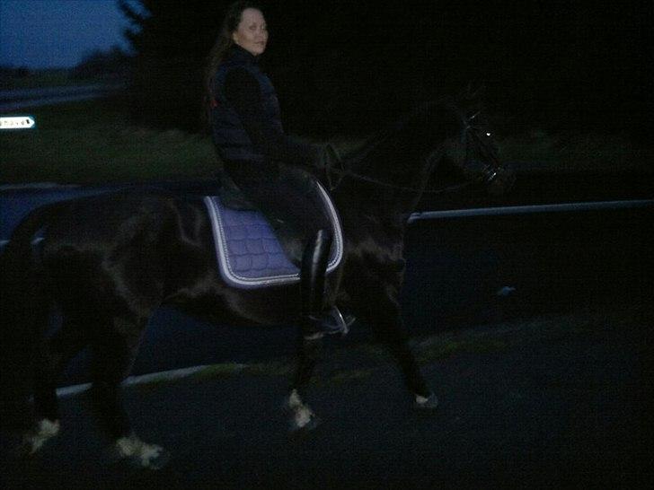 Knabstrupper Fibi (Gry) billede 3